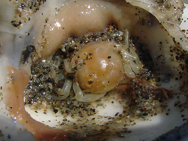 Pinnotheres pisum